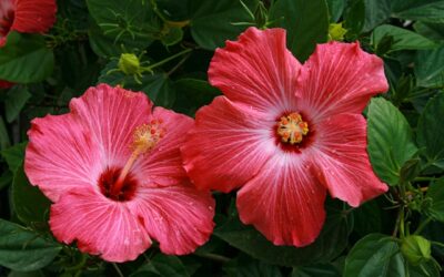 Hibiscus snoeien: zo zorg je voor een gezonde plant en rijke bloei
