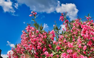 Oleander snoeien: wanneer en hoe je dit het beste doet