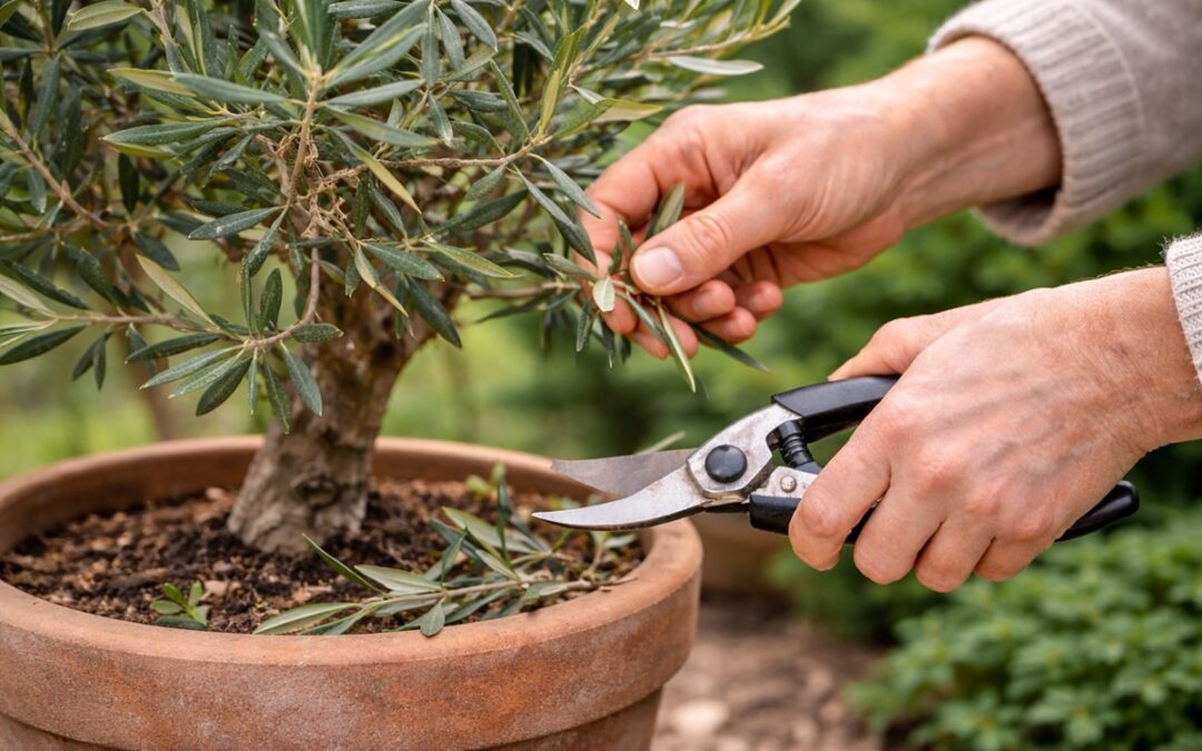 Olijfboom snoeien: zo houd je hem compact en gezond