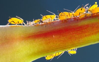 Bladluis bestrijden? Dit zijn de beste tips en tricks