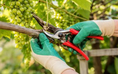 Druif snoeien: wanneer en hoe snoei je een druivenplant voor de beste oogst?