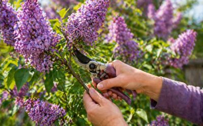 Sering snoeien: wanneer en hoe snoei je een sering voor een volle bloei?