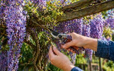 Blauwe regen snoeien: wanneer en hoe snoei je een wisteria voor maximale bloei?