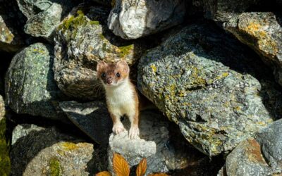 Steenmarter in de tuin: herkennen, uitwerpselen en wat u kunt doen