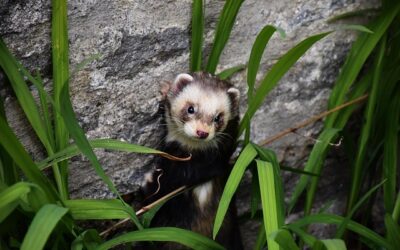 Bunzing in de tuin: herkennen, holen en wat u kunt doen
