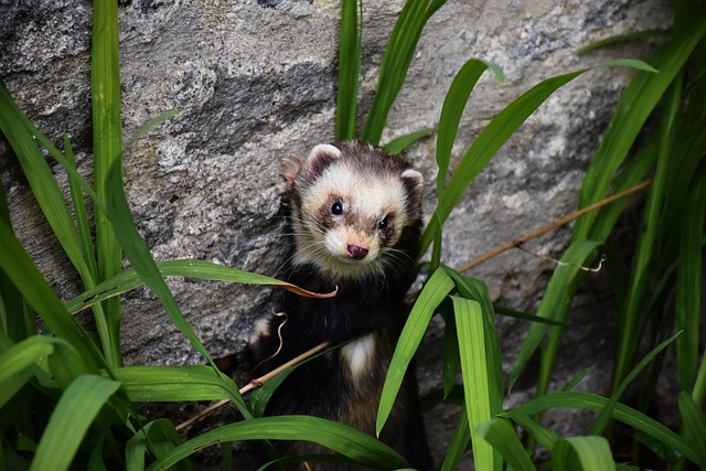 Bunzing in de tuin: herkennen, holen en wat u kunt doen