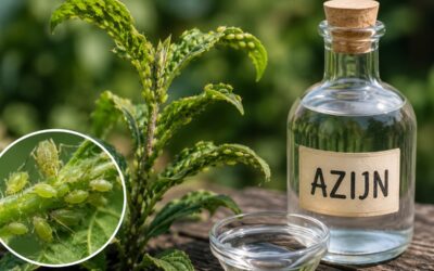 Bladluis bestrijden met azijn: werkt het?