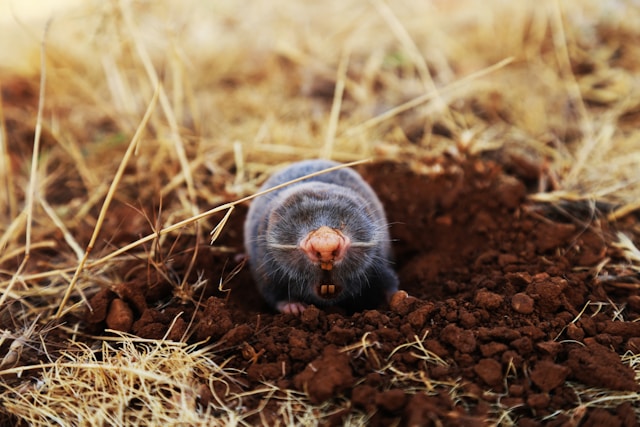 Mol in de tuin: wat te doen en hoe kun je een mol verjagen?
