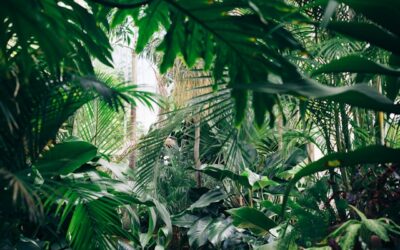 Luizen bestrijden op planten: zo pakt u bladluizen effectief aan