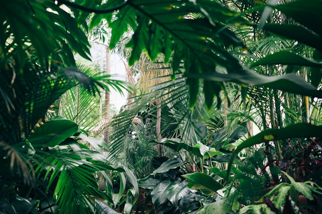Luizen bestrijden op planten: zo pakt u bladluizen effectief aan