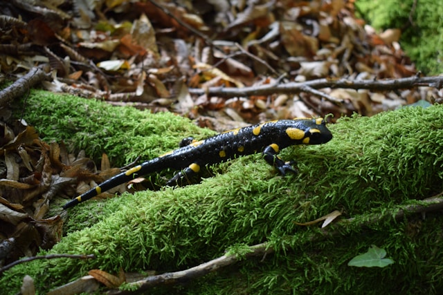 Salamanders in de tuin: waarom zitten ze er en wat eten ze?