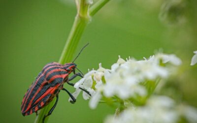 Wantsen in de tuin: herkennen, soorten en bestrijden