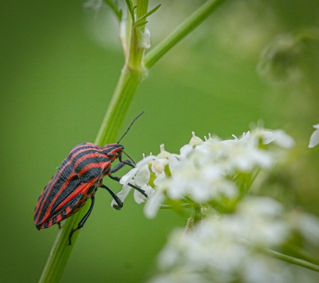 Wantsen in de tuin: herkennen, soorten en bestrijden