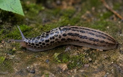 Tijgerslak in de tuin: nuttig, zeldzaam of toch schadelijk?