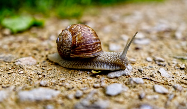 Slakken in de tuin: goed of slecht en wat kun je eraan doen?