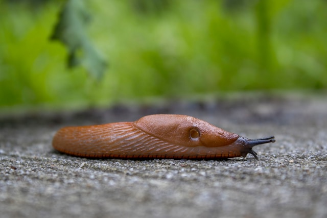 naaktslakken in de tuin