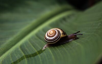 Huisjesslak in de tuin: soorten, voeding en verschillen met de naaktslak